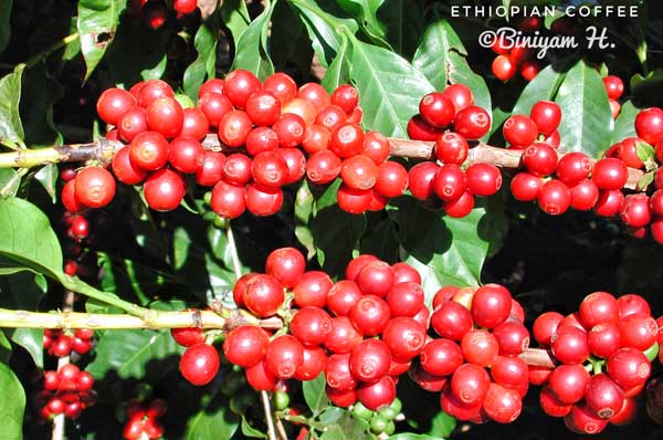 Coffee cherries at Monte Alegre-01
